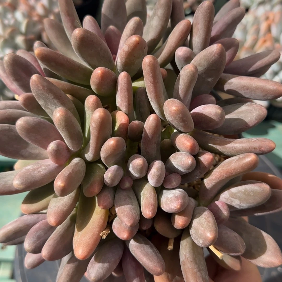 糖果美人11头，发货点延迟