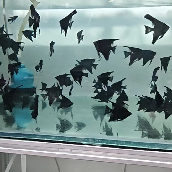 海水鱼莫燕四条起十元一条