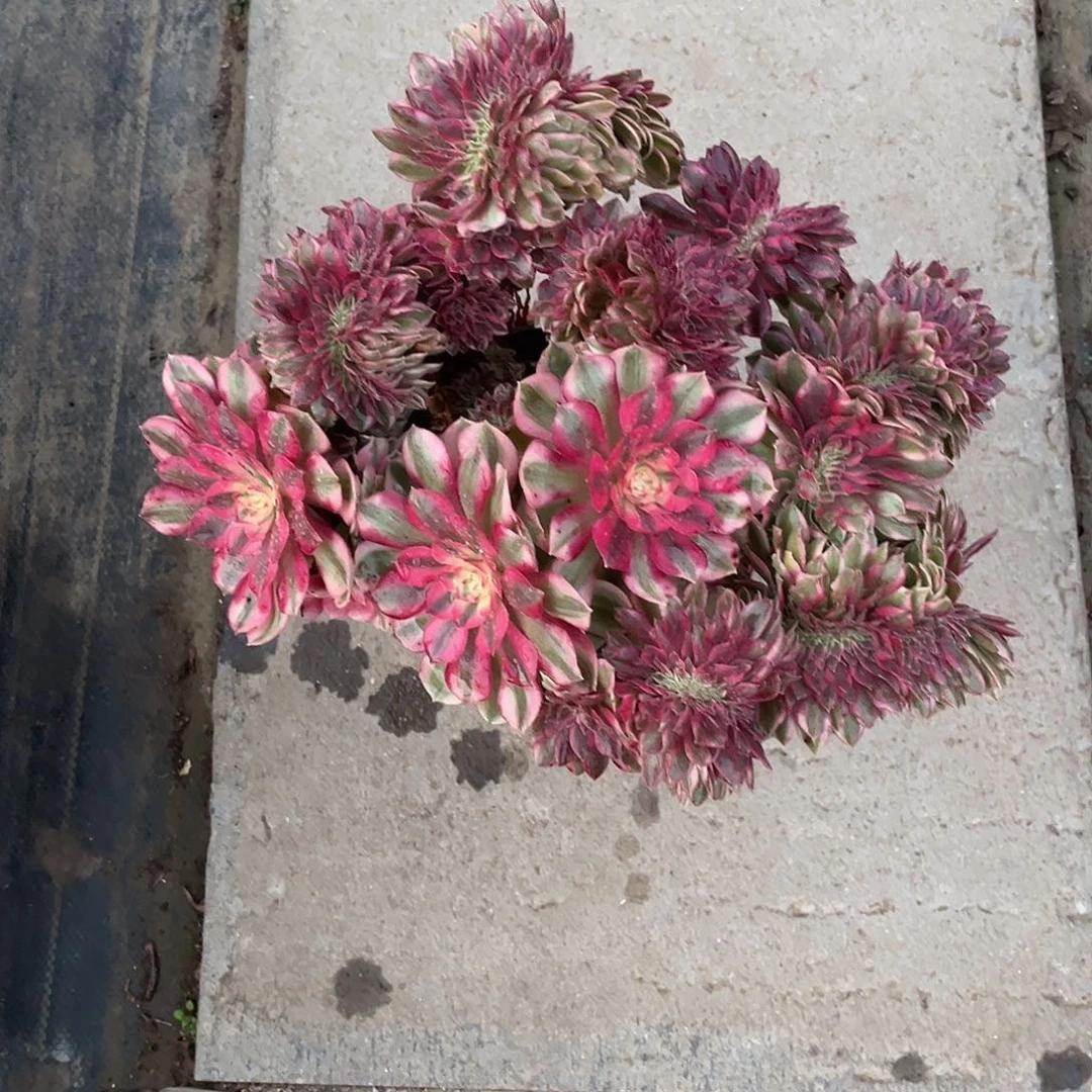 倾城缀化法师多肉植物漂亮