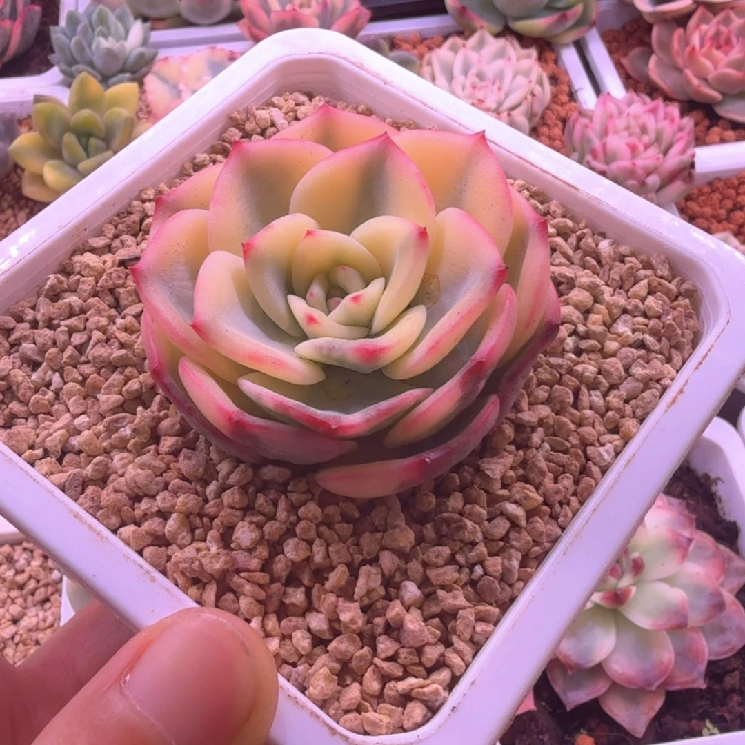 三文鱼锦 头盖 多肉