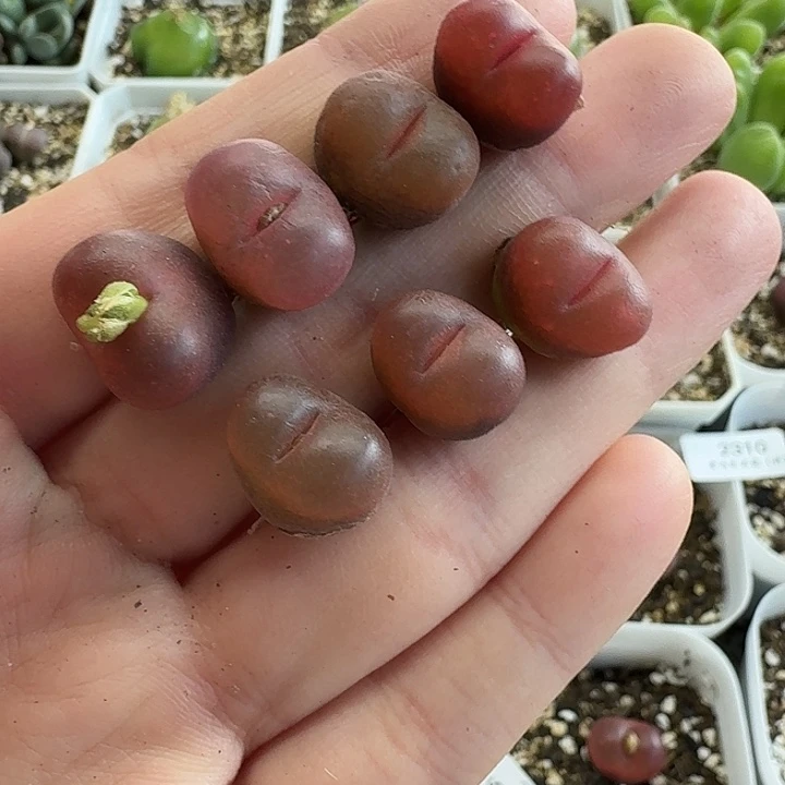 老马生石花1.5吕红2235