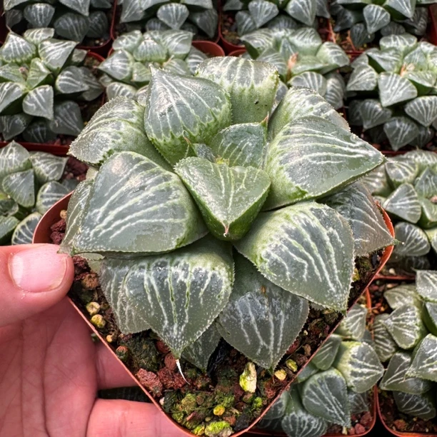 多肉玉露十二卷 大颗母本株春雷寿 室内外好养盆栽 带盆发货