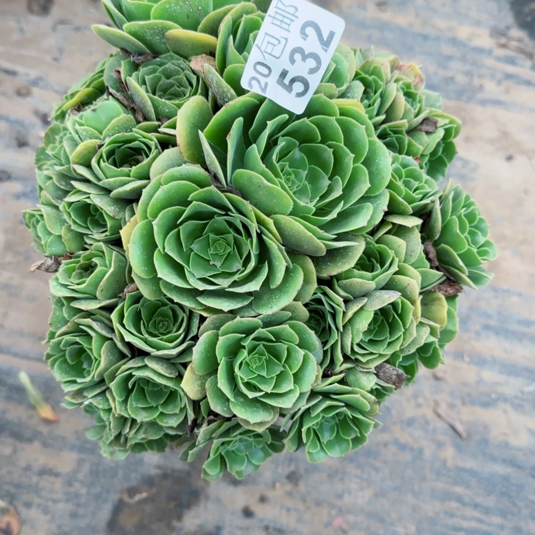 绿羊绒532满20包邮断枝不包