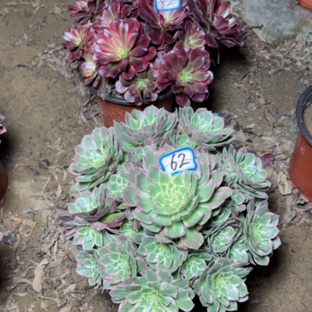 【闪购商品】海王62