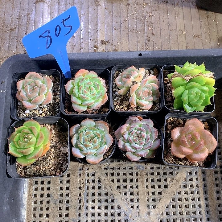 805号多肉植物园艺