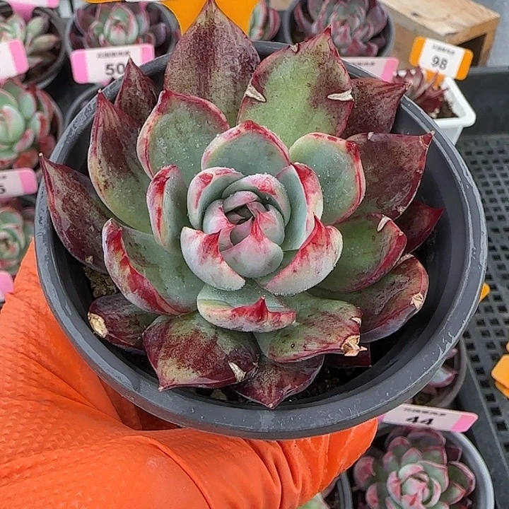 73 惊鸿仙子多肉植物7-9cm