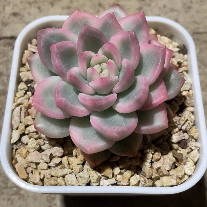 冰月亮锦一物一拍锦龙