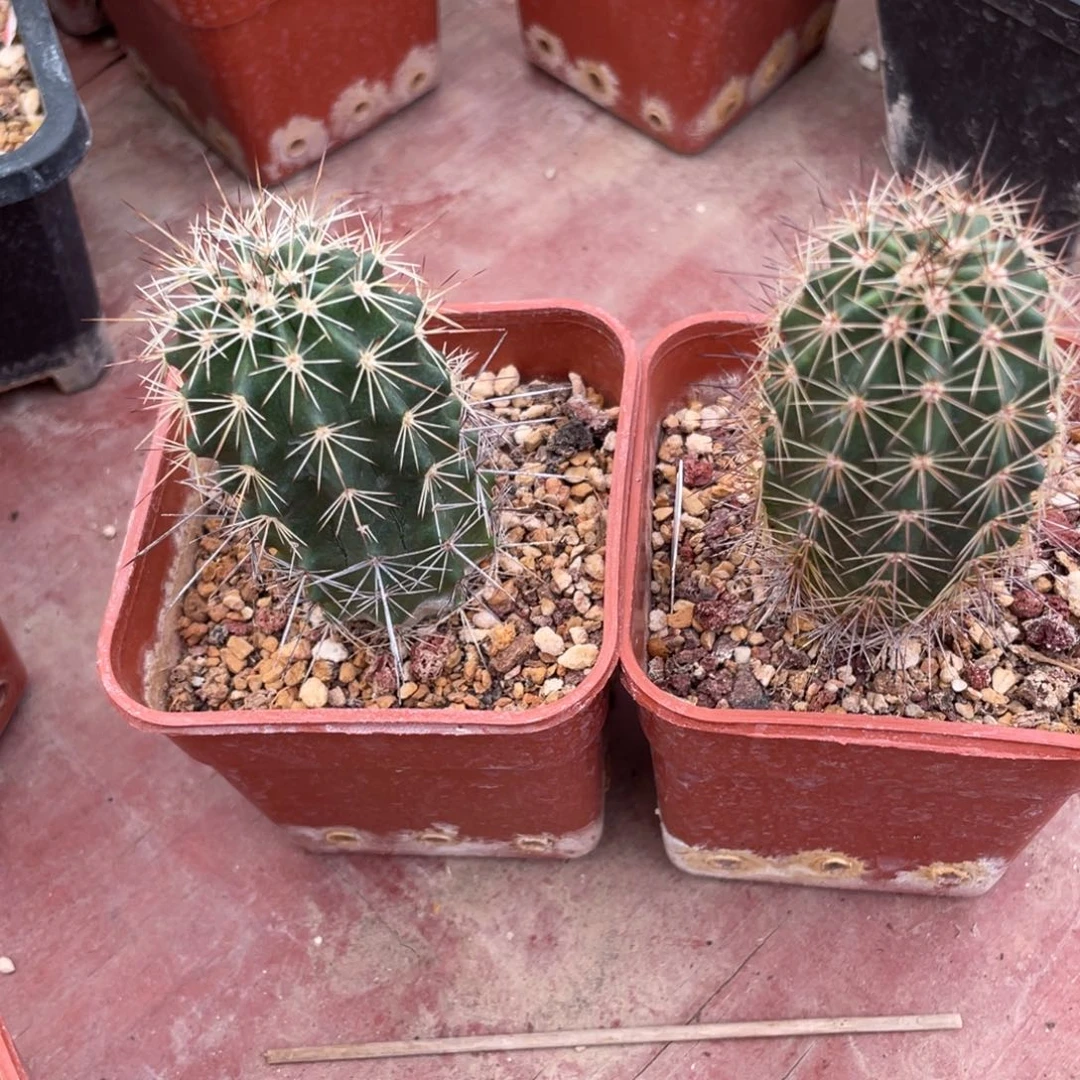 鹿角柱实生仙人球锦御旗2个