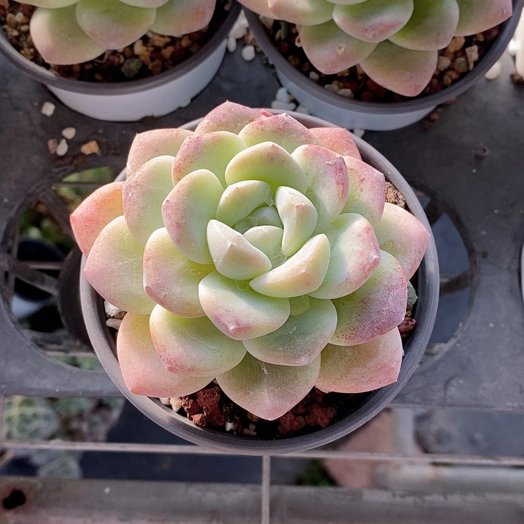 冰玉多肉植物老桩