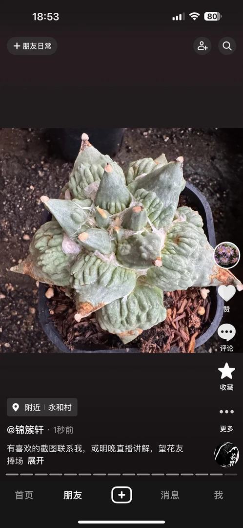 开花仙人科植物岩牡丹怒涛黑牡丹实物适合阳台办公室