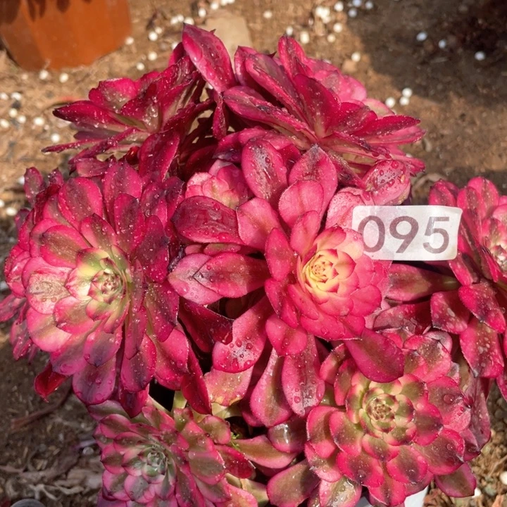 095多肉植物月蝉