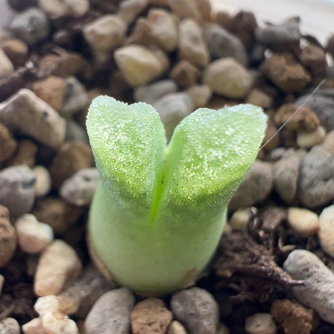 6优选冰风铃一颗