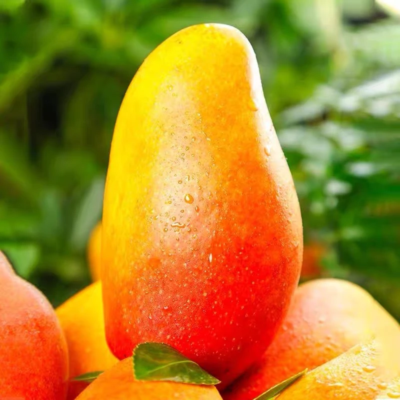 海南贵妃芒鲜嫩多汁自然成熟新鲜采摘