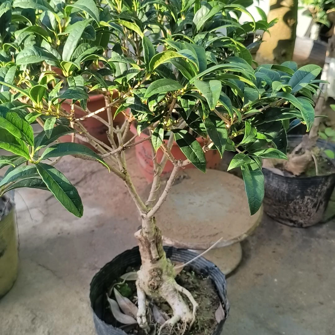 金***华完全开放陈香桂花