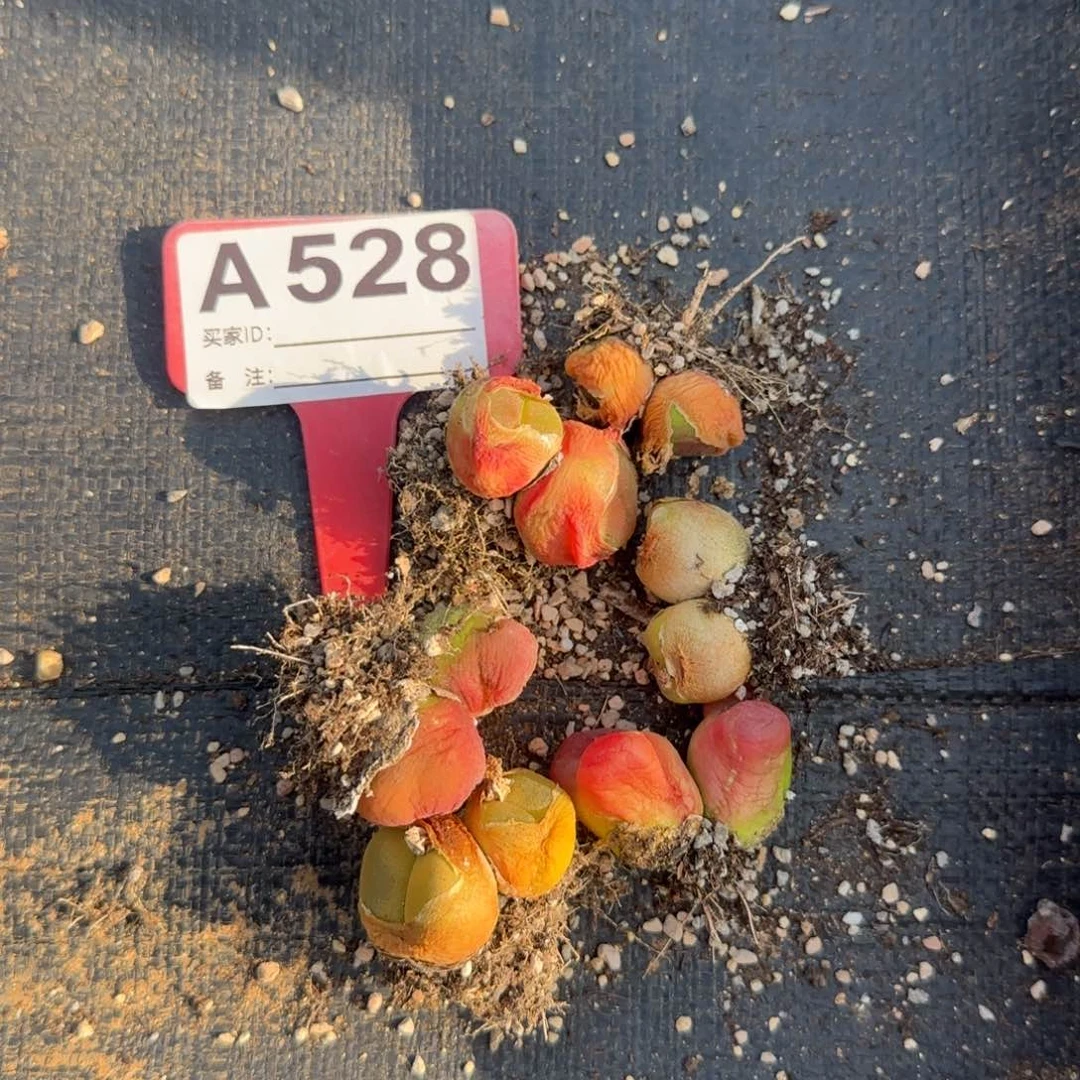 毛汗尼双头六颗五十包邮