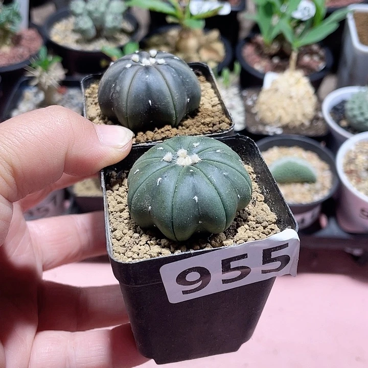 沐*955实生琉璃海星兜2颗