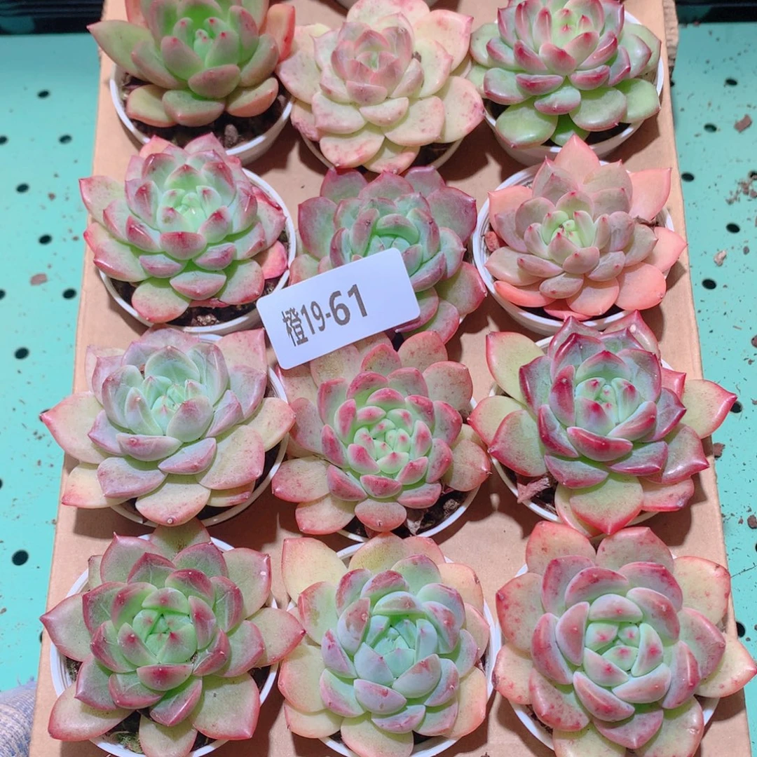19-61一物一拍多肉带盆18颗