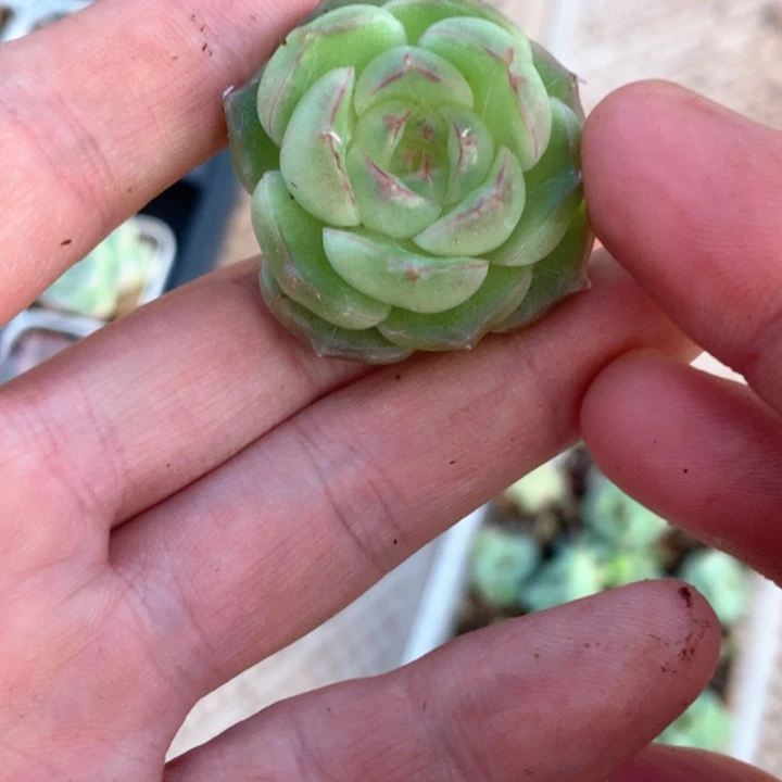 珍妮麦秆。         姐姐专拍