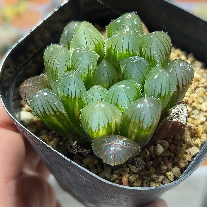 十二卷多肉实生玉露