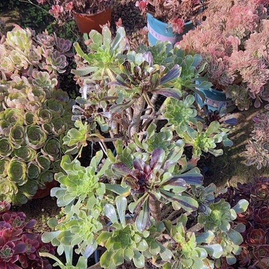 善***意多肉植物两个水墨
