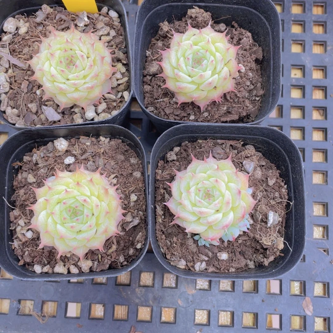 1357号 奶油小睫毛新品一个