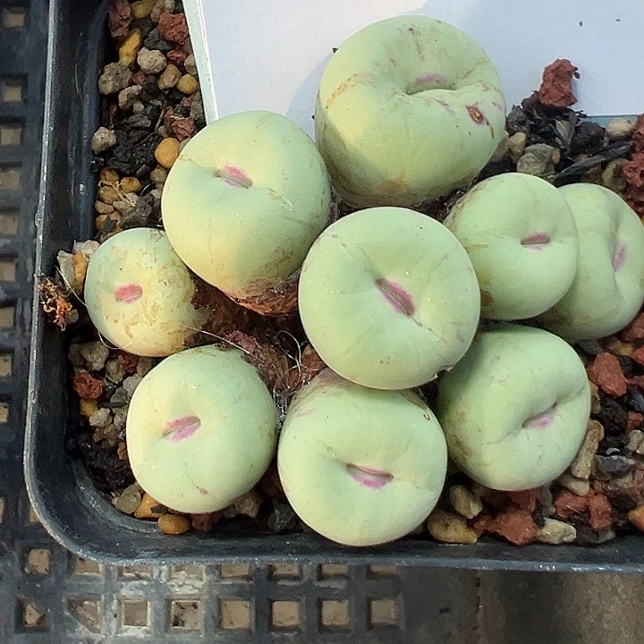 杨***多20-67肉锥多肉植物