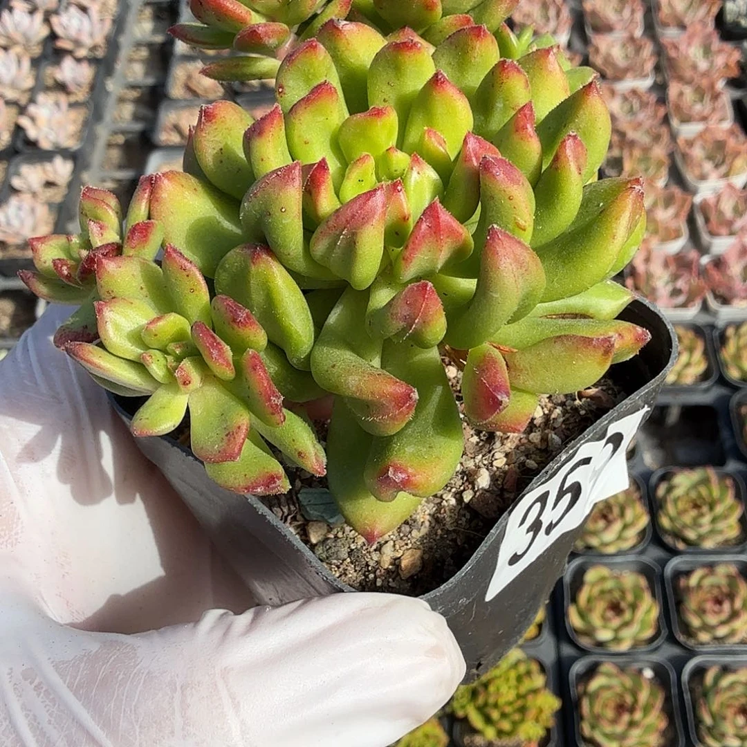 359七公分无砍红灯笼满20包邮