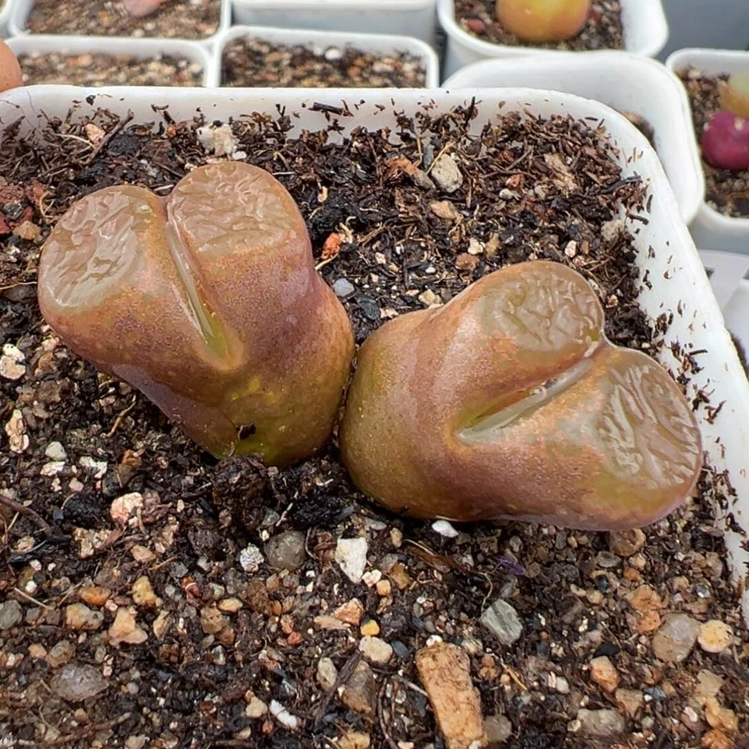 2.19好看的多肉501