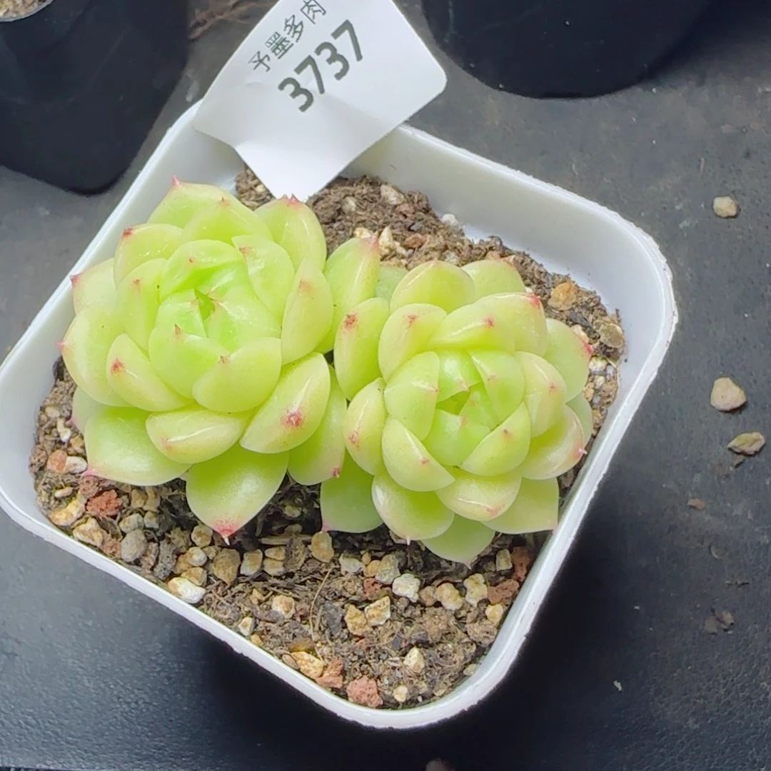 冰云，3737多肉植物