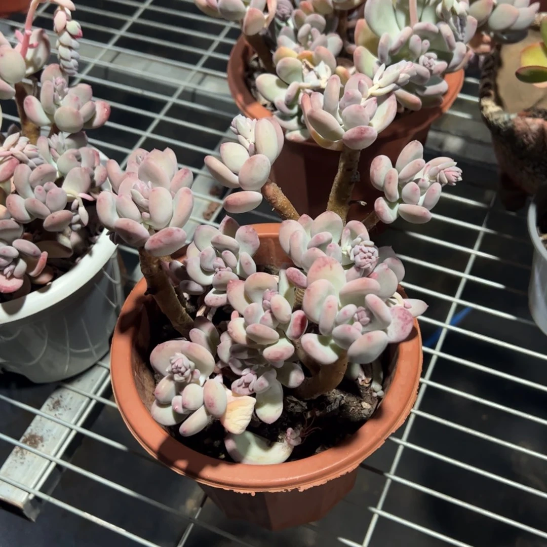 三日月美人老桩多肉