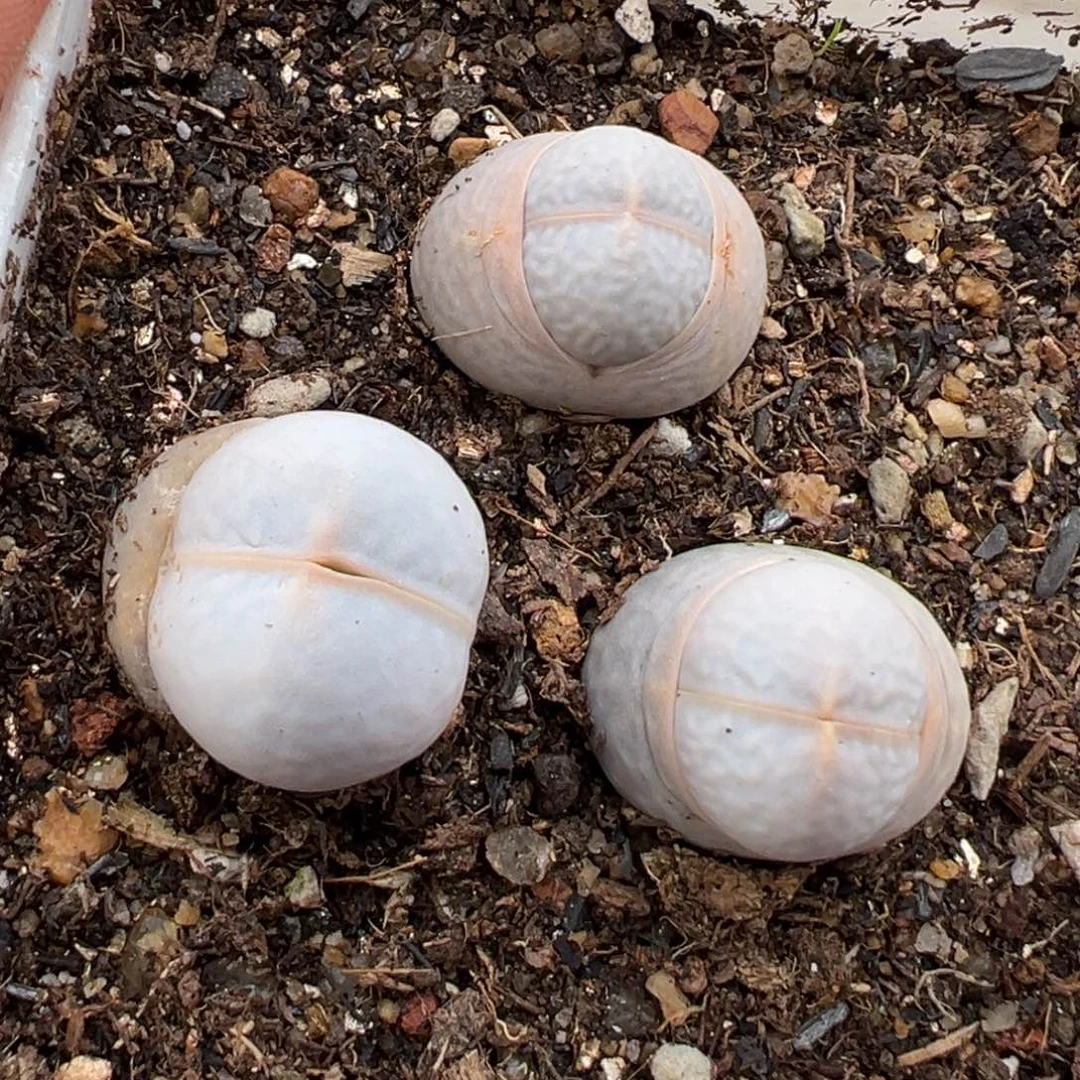 1.26好看的多肉711