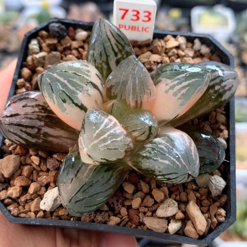 【闪购商品】733玉潭