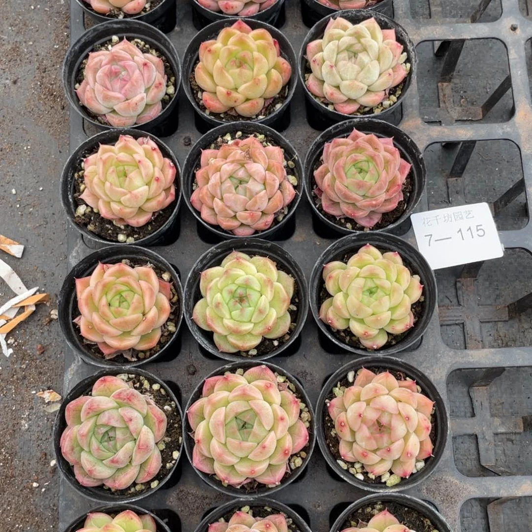 一物一拍18棵7-115