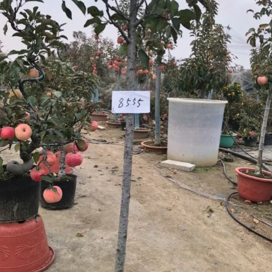 无花朵小高杆精品苹果盆栽