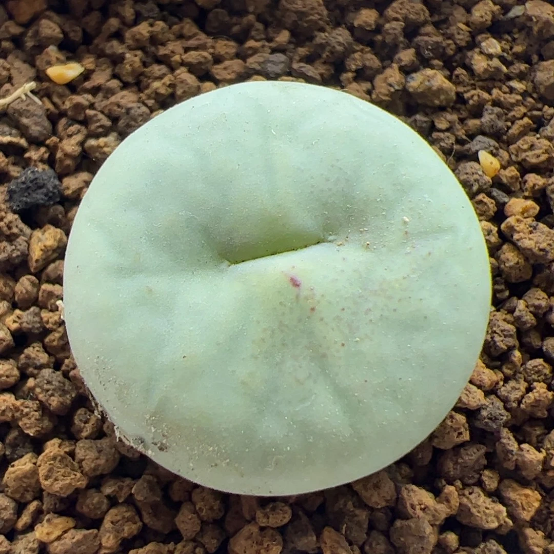 大家过年好22827