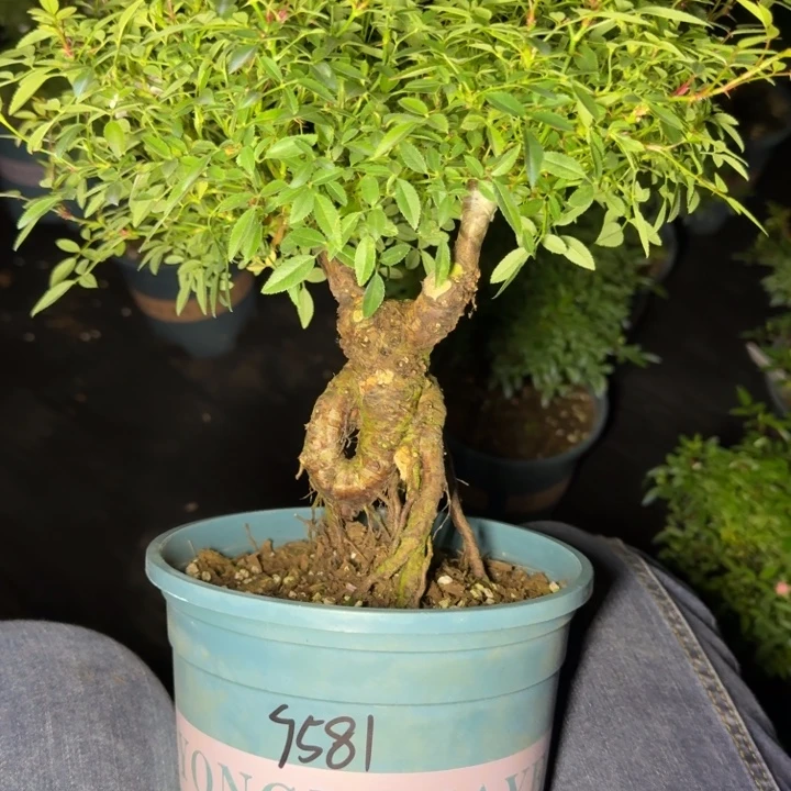 砍***头完全开放重瓣樱花镜