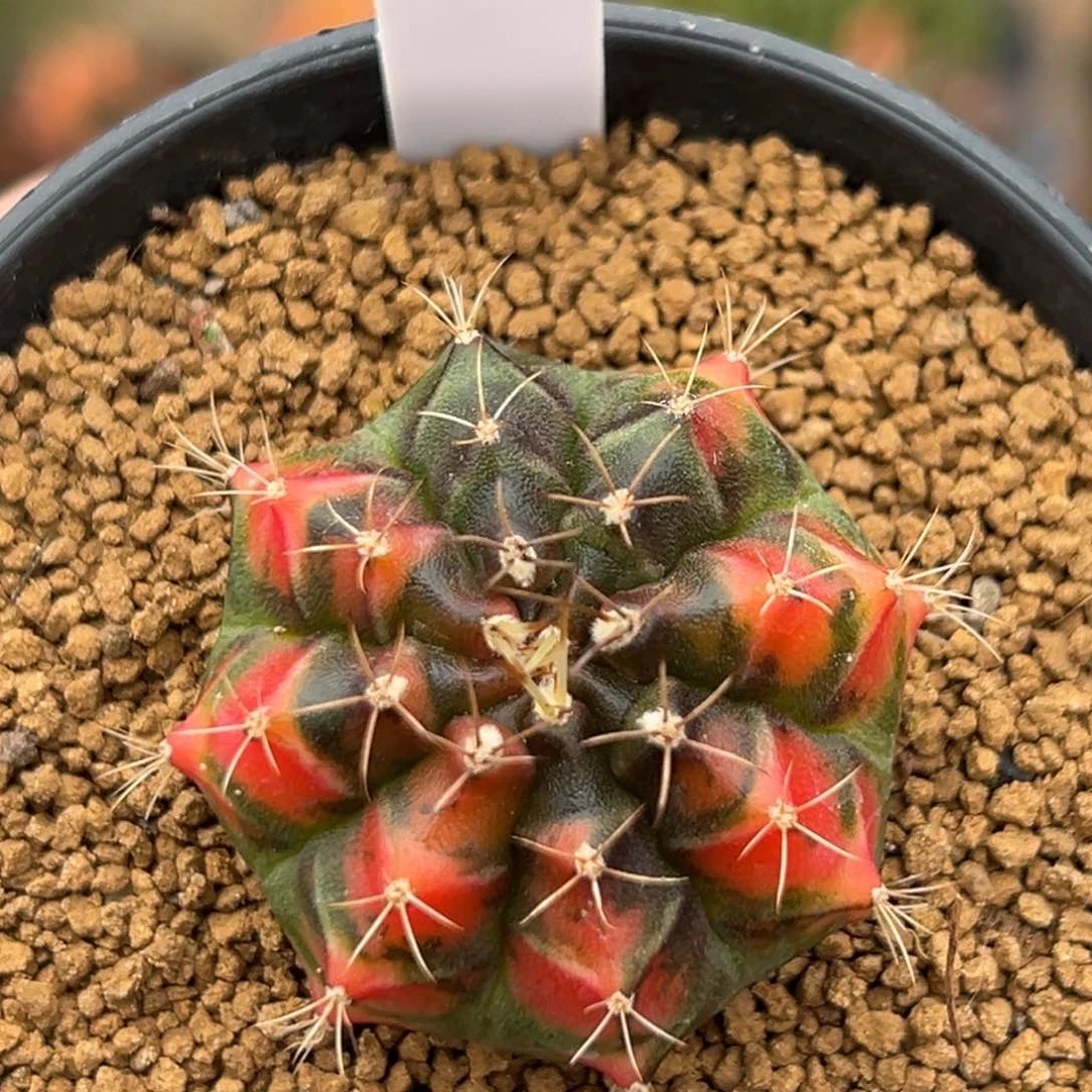 泰系侧芽豪臀米哈锦560