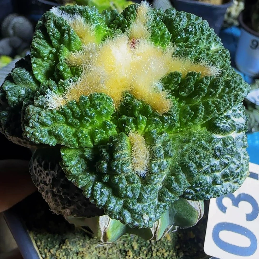 大尤龟甲031仙人球开花