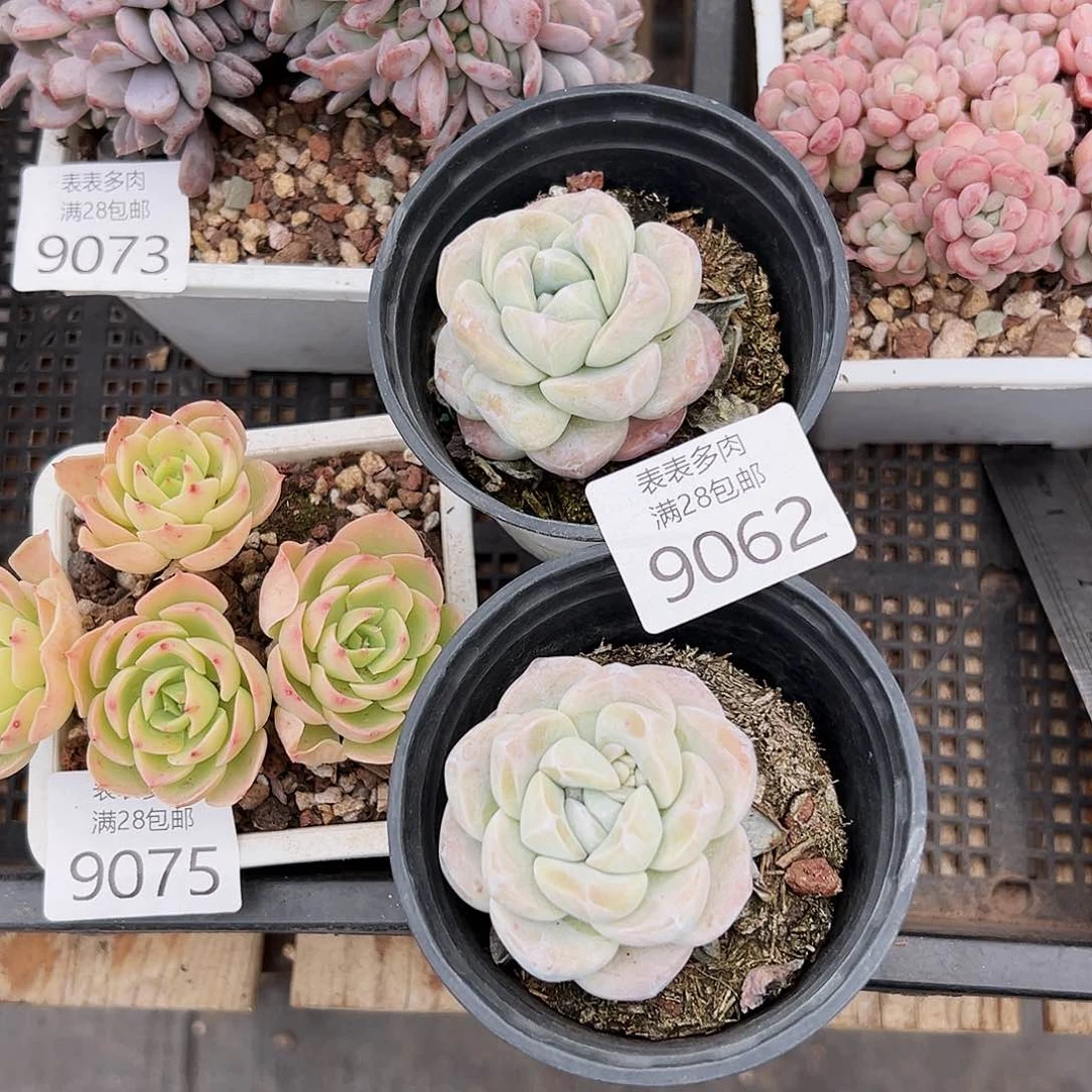 9号小*运多肉一物一拍9062