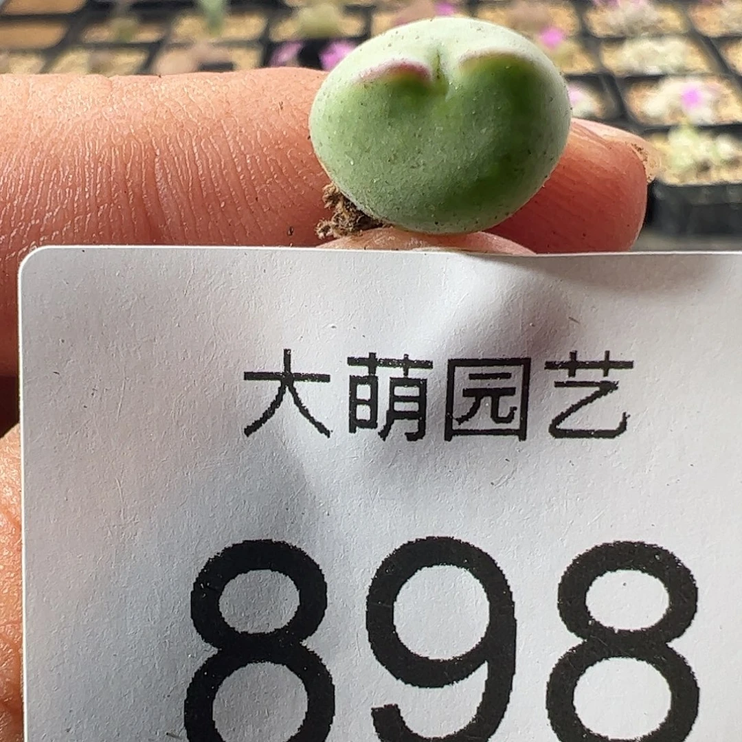 一物一拍正版白花大枪。   898