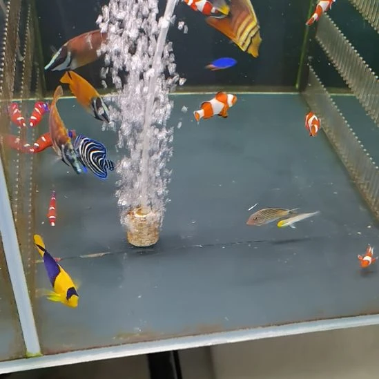 4+蓝纹海水鱼一条