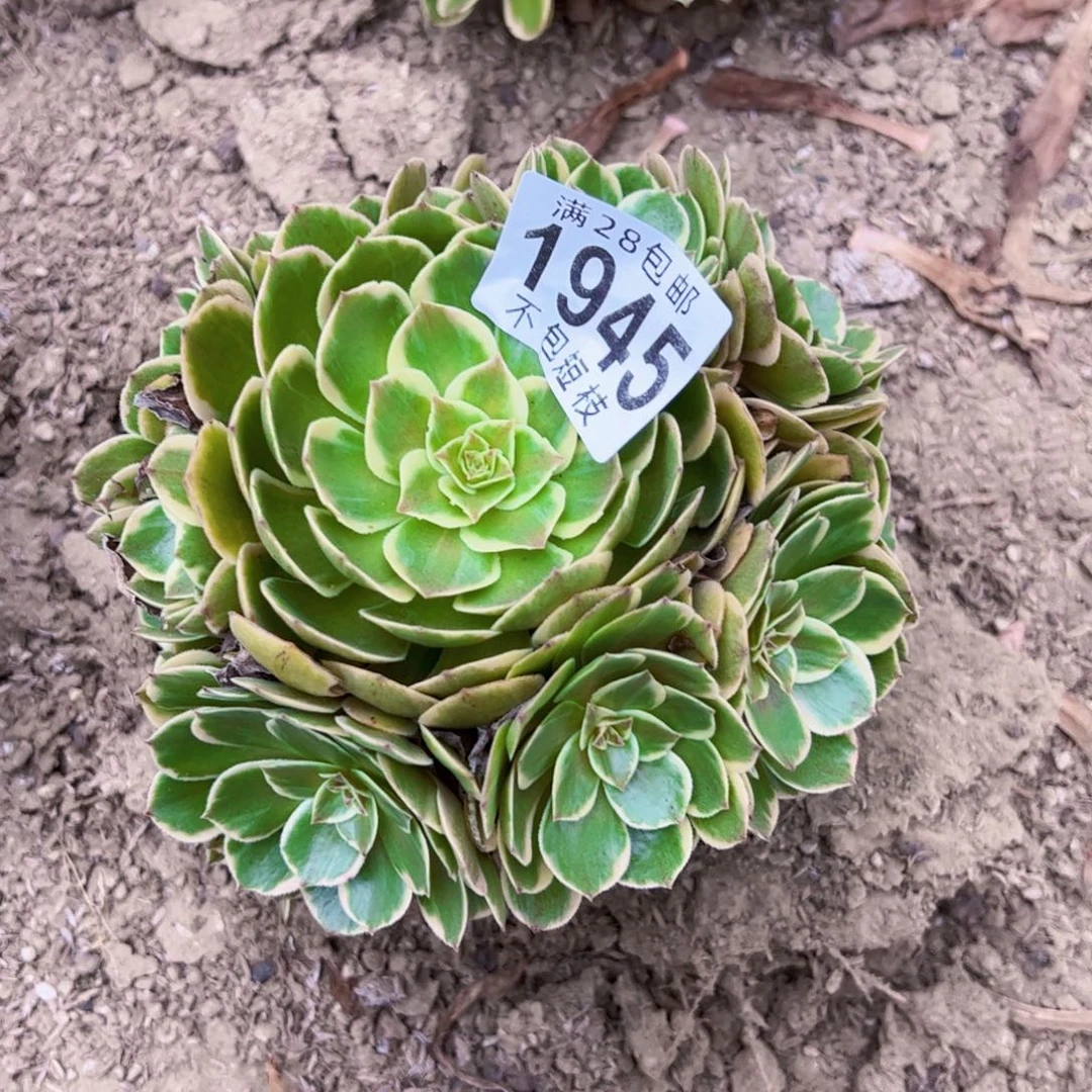 1945粉花妖多肉植物