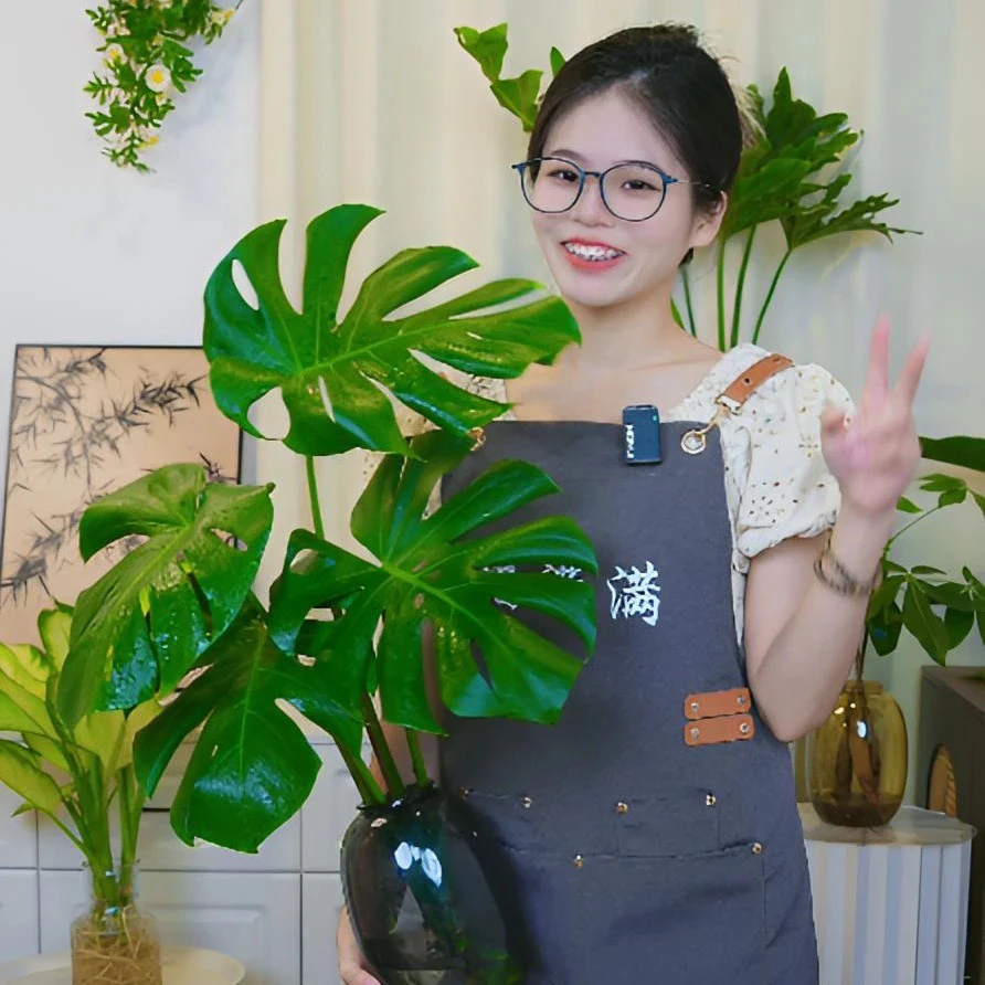 两株开背龟背竹共四片大叶水培盆栽50-60公分左右配灰色大肚瓶