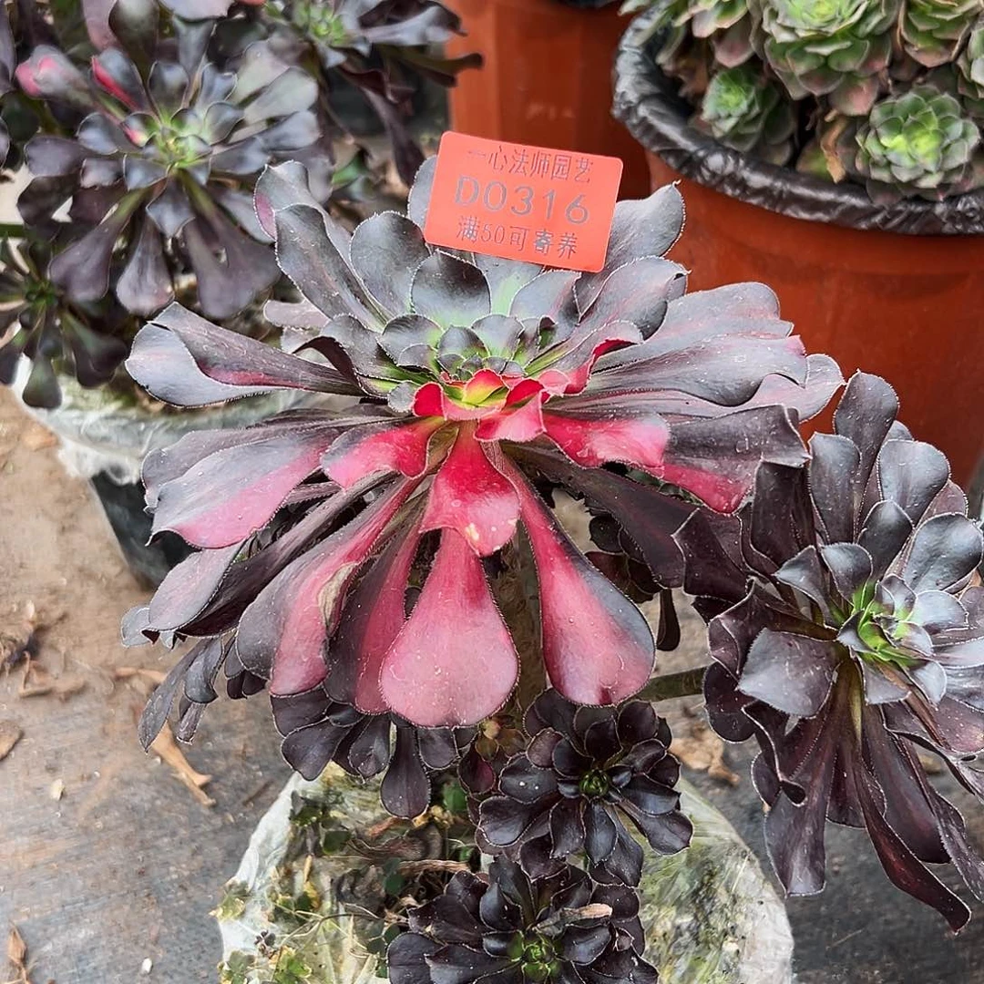 0316多肉植物花蝴蝶