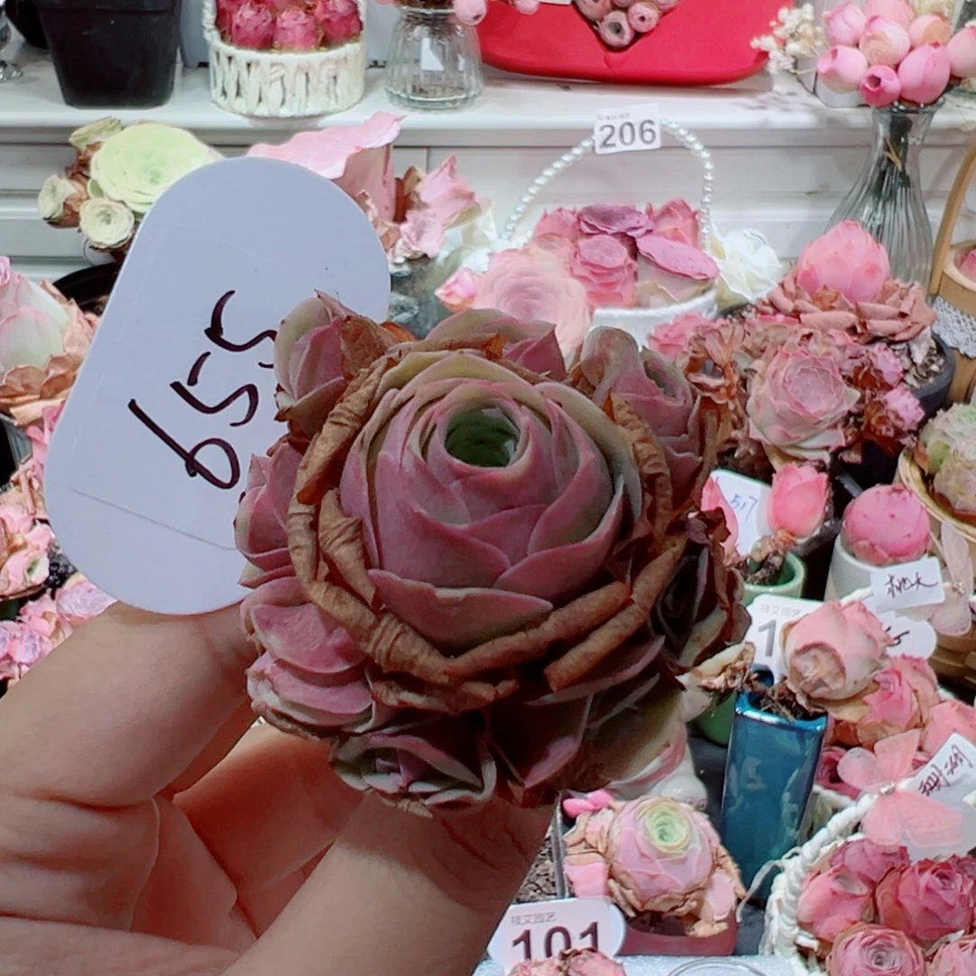655落樱手捧花。