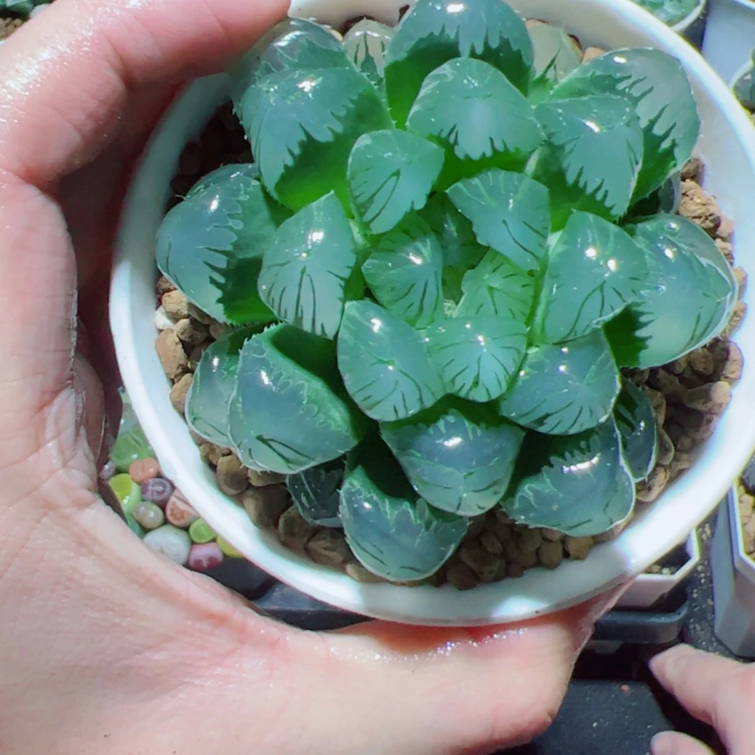 【闪购商品】大头玉露