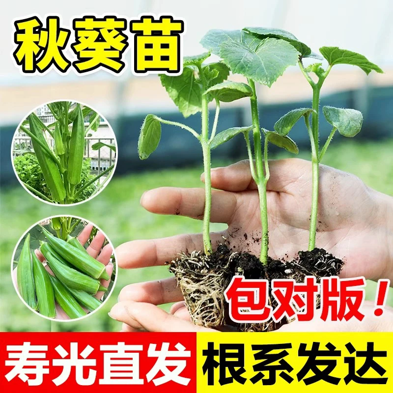 【寿光基地】秋葵苗蔬菜苗秧带土春季阳台庭院播种水果红黄秋葵苗