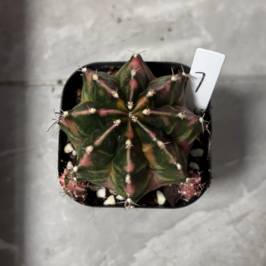 晚****西红柿侧芽自根带盆土发货