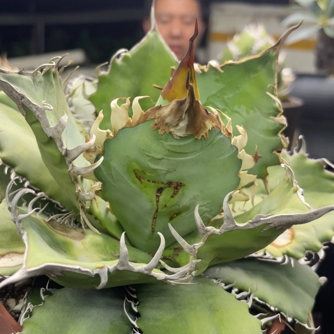 实生蓝肌优选888888888888