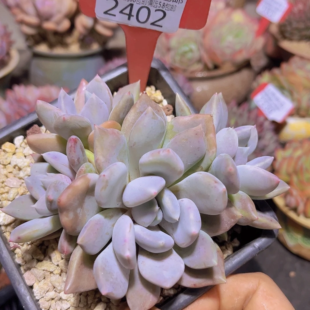 2402胖美人多肉植物